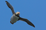 Puffin