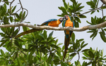 Blue and Yellow Macaw