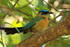 Lesson's Motmot perched in a tree at Orquideas Inn, Alajuela