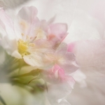 Apple Blossom