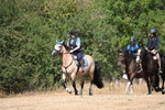 WJ6_9009