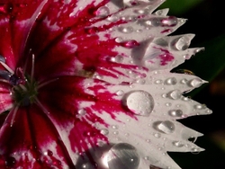 MACRO & CLOSE UPS portfolio