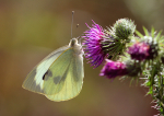 Large  White