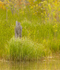 Wetland morning-June #3