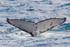 0A3A2649. Humpback Fluke