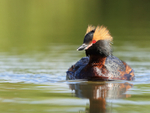 Slavonian Grebe, front view, Iceland