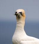 Gannet