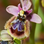 Hybrid beteewn Sawfly and mirror orchids artificially produced (Ophrys tenthredinifera x O. speculum = Ophrys x heraultii)