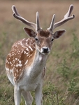 Fallow Buck 02 C