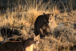 Puma Dark chases Puma Rupestre away from carcass (frame 2)
