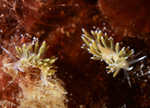 Microchlamylla gracilis var. smaragdina