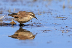 Buff-winged Cinclodes portfolio