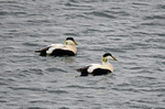 Eiders