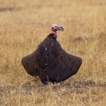 Lappet-faced Vulture spreading its wings