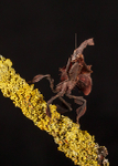 Small Creatures-7