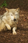 Grey Wolf - Missoula lifting her paw (Colchester Zoo)C