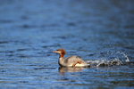 Common Merganser scuttling along river, Silver Salmon Creek, Alaska
