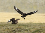 Pair of Great Skuas, Jokulsarlon, Iceland