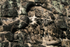 Stone sculpture carvings at Ankor Wat in Cambodia