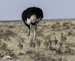 Ostrich male with young