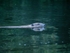 Eurasian Beaver