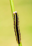 Broom moth caterpillar