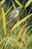 WARBLER
