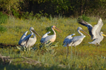 White Pelican and Dalmatian Pelicans