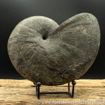 amm1444 Pyhlloceras he...