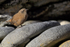 Cobb's Wren, Carcass Island, Falklands