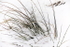 GRASSES