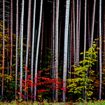 A Touch of Autumn