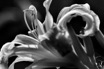 flower from the side