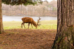 Stags in Tatton Park-6