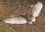 Pond Heron