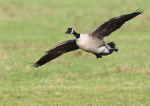 Canada  Goose