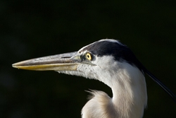 Great Blue Heron _0013