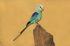 Abyssinian Roller