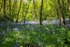 Bluebell Wood