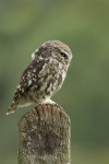 Little Owl