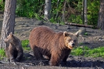 Brown Bear and cub