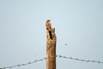 Wryneck