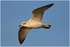 1st-yr Med Gull ( 1 )