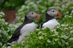 Puffin
