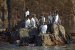 Common Guillemots