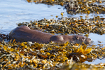Otter - Lutra lutra