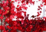 Autumn Leaves