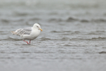Glaucous-winged Gull (adult), Silver Salmon Creek, Alaska