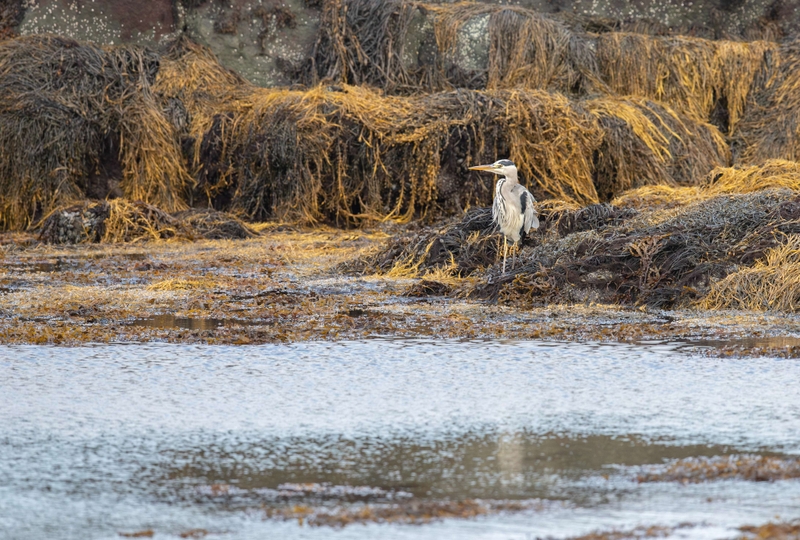Grey Heron - Isle of Mull - Scotland