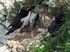 Razorbill
